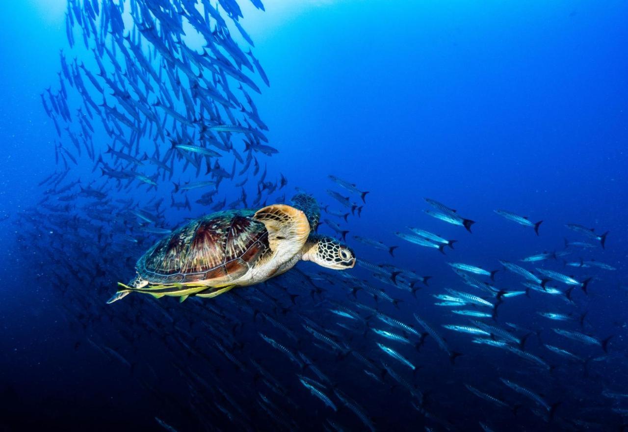 Sanctum Una Una Eco Dive Resort Pulau Unauna Екстер'єр фото