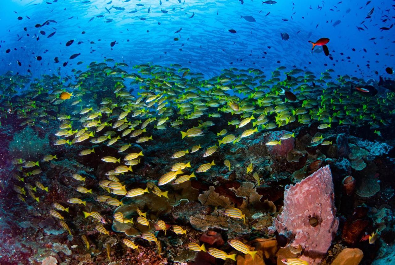 Sanctum Una Una Eco Dive Resort Pulau Unauna Екстер'єр фото