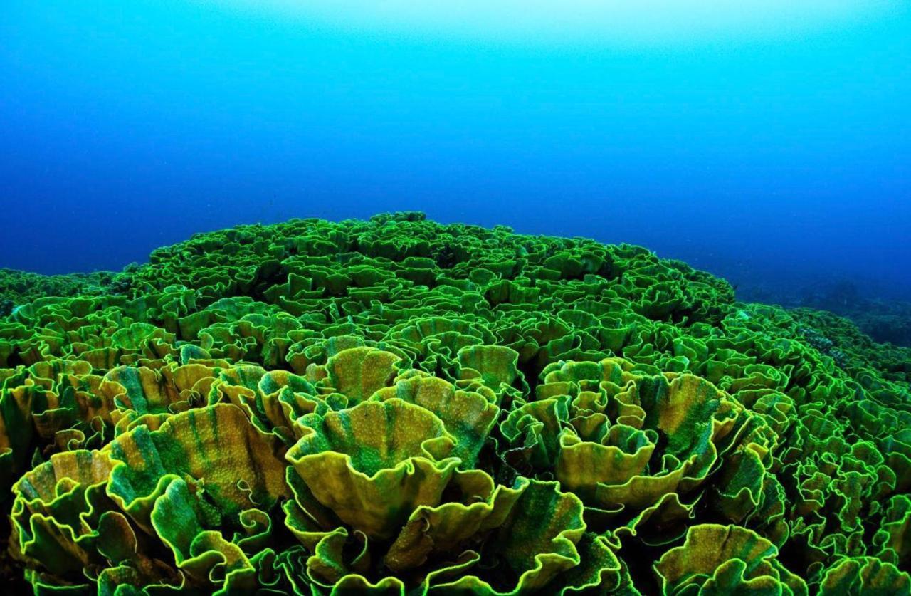 Sanctum Una Una Eco Dive Resort Pulau Unauna Екстер'єр фото
