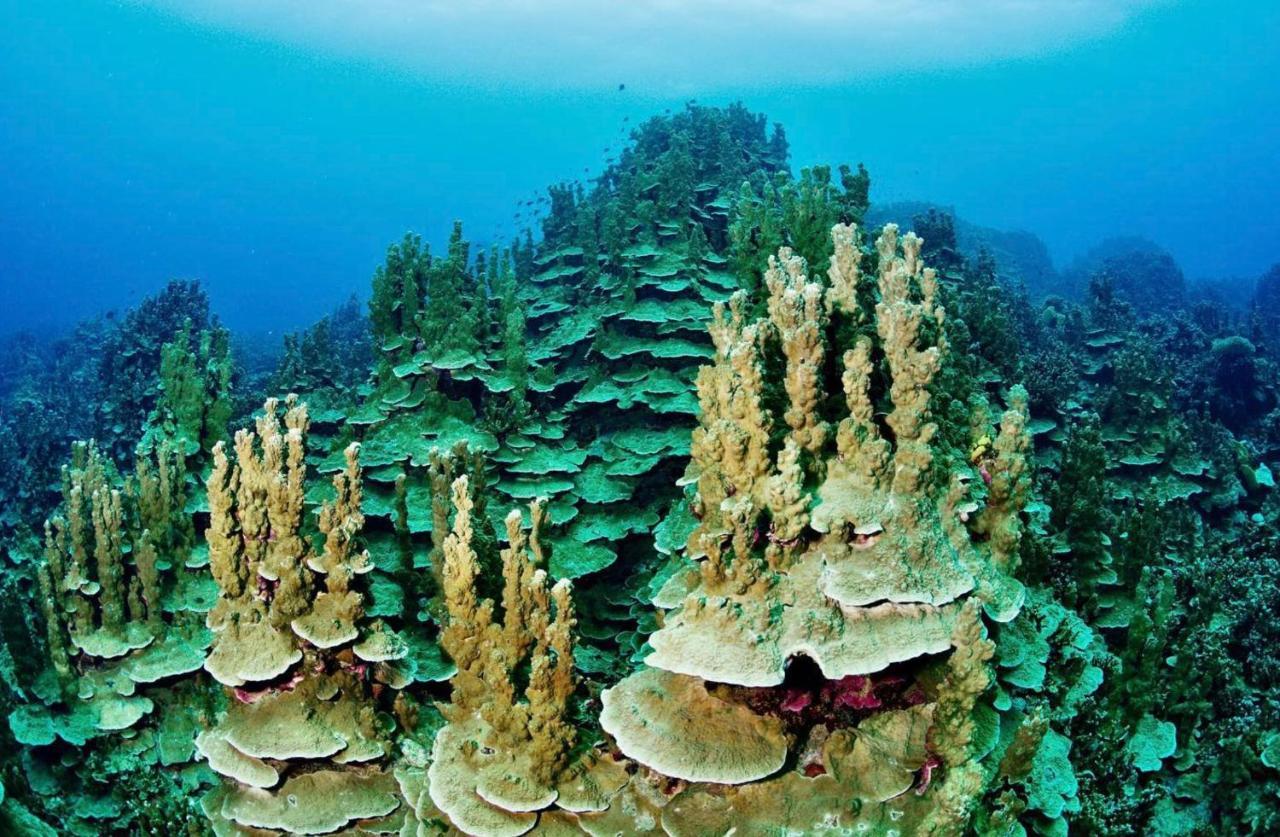 Sanctum Una Una Eco Dive Resort Pulau Unauna Екстер'єр фото