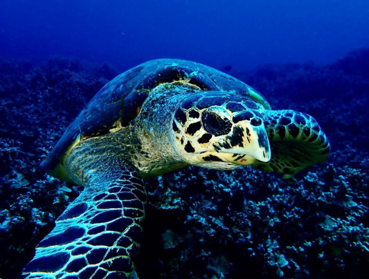 Sanctum Una Una Eco Dive Resort Pulau Unauna Екстер'єр фото